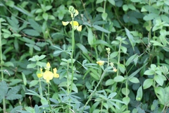 Crotalaria quinquefolia